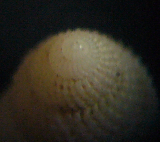 Aiuto